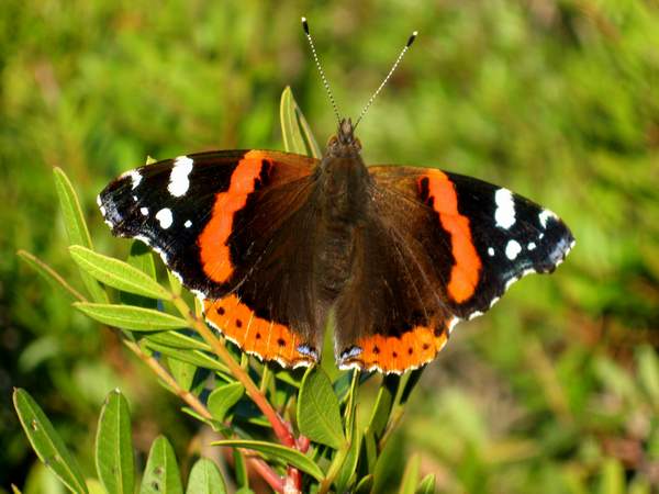 Vanessa atalanta